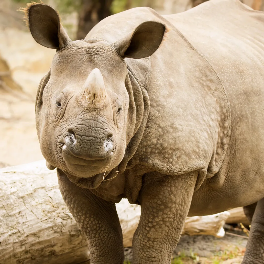 Dimension Nails - Terai-Duar Savanna - Indian Rhino