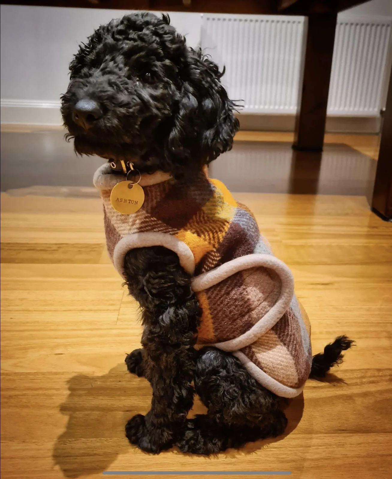 Dog Coats