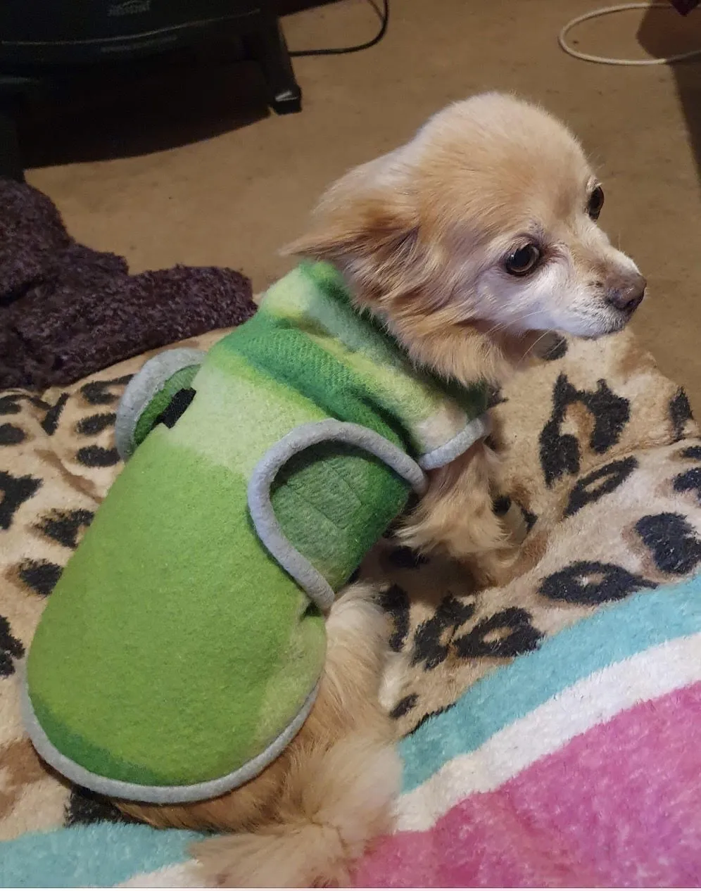 Dog Coats
