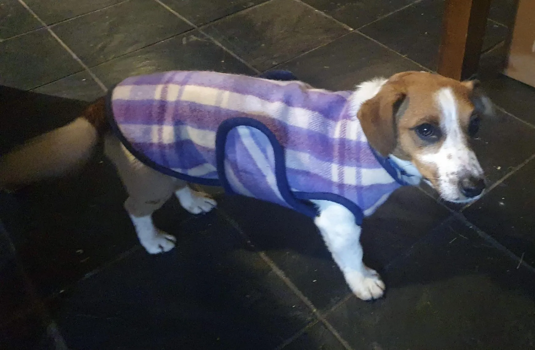 Dog Coats