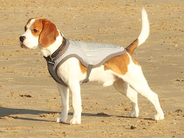 George Barclay ClimaCOOL Dog Cooling Jacket