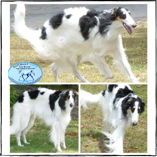 NATURALLY WHITE- Whitening Shampoo Bar for Horses and Dogs