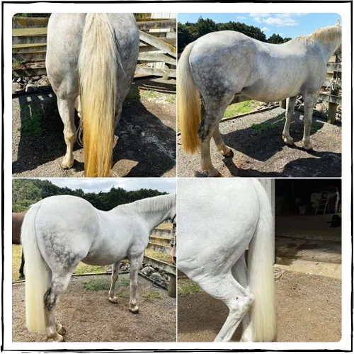NATURALLY WHITE- Whitening Shampoo Bar for Horses and Dogs