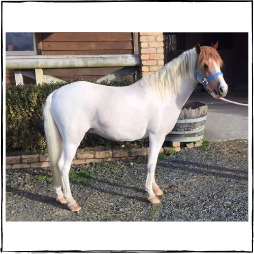NATURALLY WHITE- Whitening Shampoo Bar for Horses and Dogs