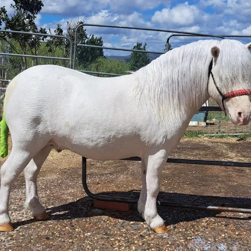 NATURALLY WHITE- Whitening Shampoo Bar for Horses and Dogs