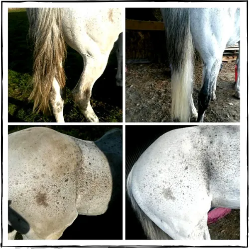 NATURALLY WHITE- Whitening Shampoo Bar for Horses and Dogs