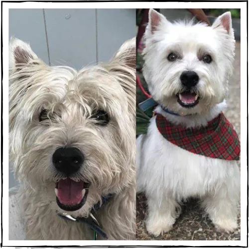 NATURALLY WHITE- Whitening Shampoo Bar for Horses and Dogs