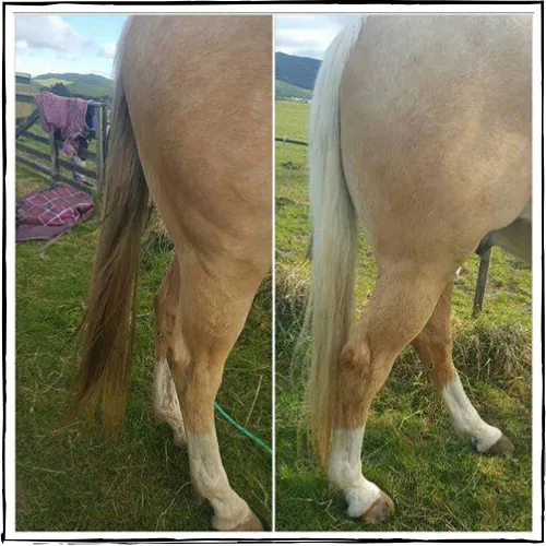 NATURALLY WHITE- Whitening Shampoo Bar for Horses and Dogs