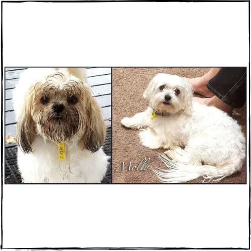 NATURALLY WHITE- Whitening Shampoo Bar for Horses and Dogs