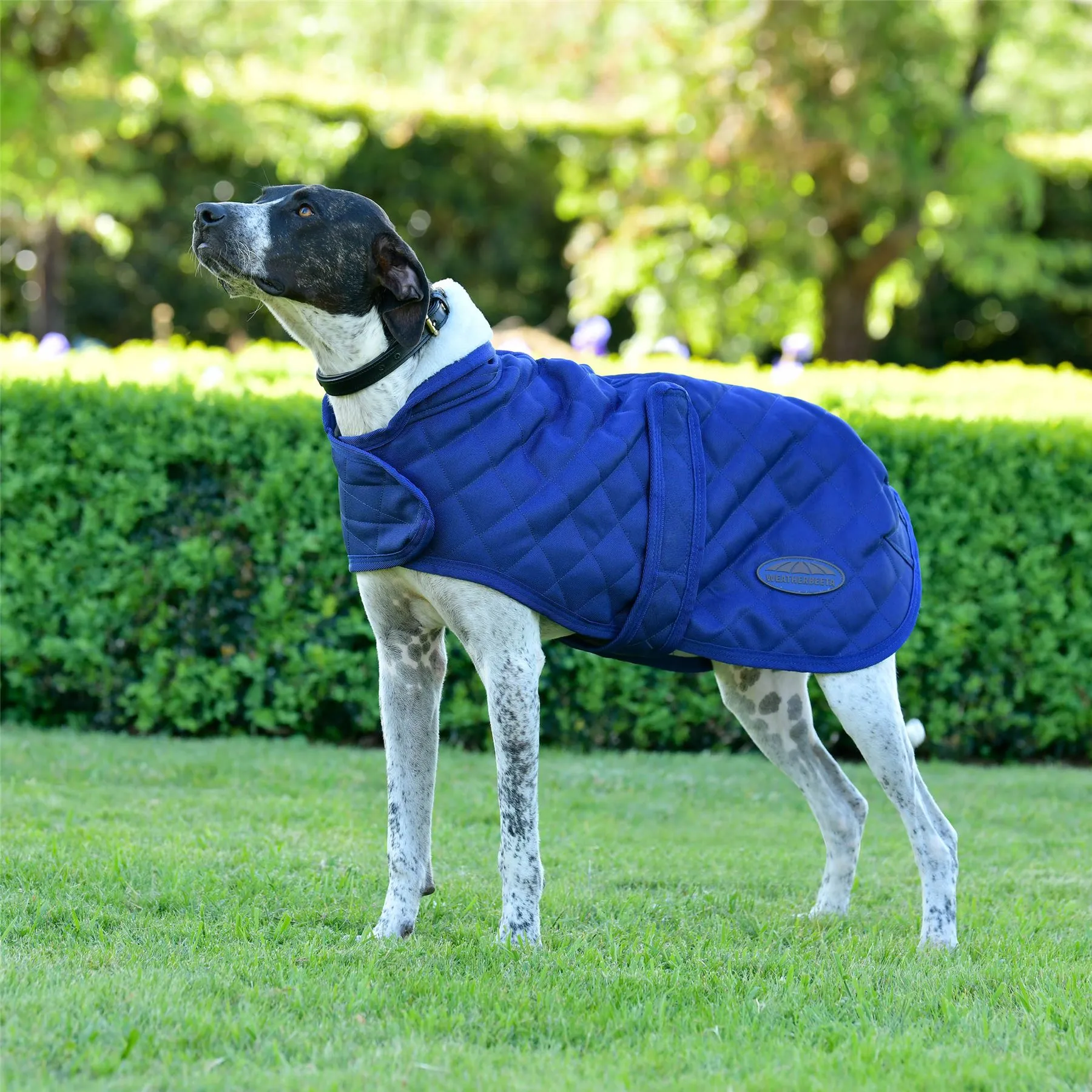 Weatherbeeta Comfitec Deluxe Diamond Quilt Dog Coat
