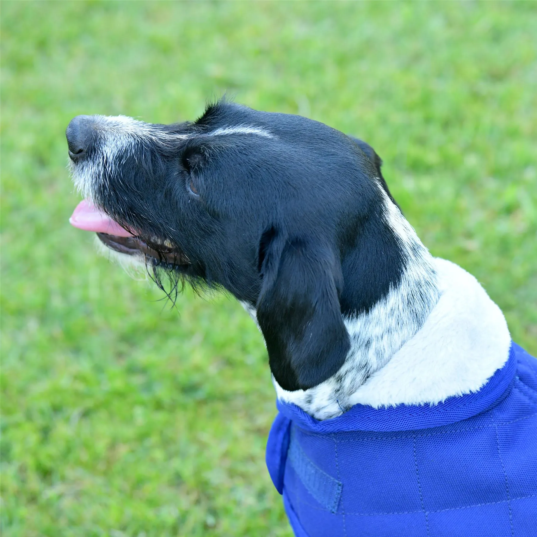 Weatherbeeta Comfitec Deluxe Diamond Quilt Dog Coat